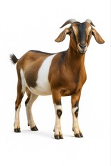 Fototapeta premium A brown and white spotted goat stands facing forward on a clean white background