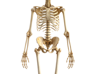 Detailed Illustration of the Human Skeleton, Full-Body Anatomical Diagram, Isolated on Transparent Background