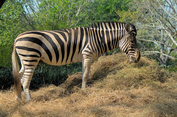 zebra in the wild