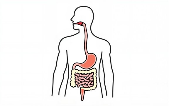 Simple line drawing of a human stomach with contents. High quality