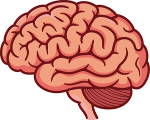 A detailed illustration of a human brain in a side view against a white background