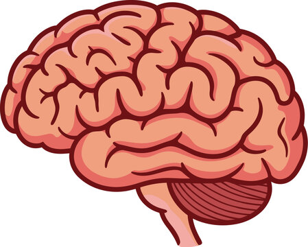 A detailed illustration of a human brain in a side view against a white background