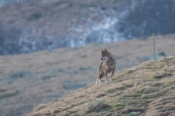 Front view of a proud wild Italian Wolf, also called apennine wolf (Canis lupus italicus) standing on a winter slope and looking downstream, high resolution, rare. Italian Alps.