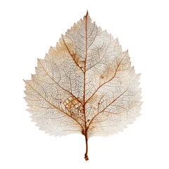 Fototapeta premium Spooky watercolor skeleton leaf isolated on transparent background