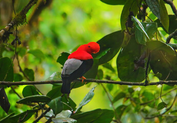 Male Andean cock-of-the-rock sitting in a tree