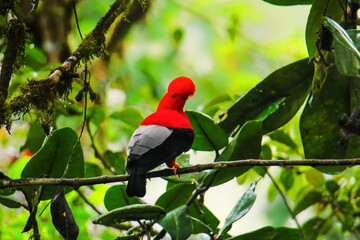 Male Andean cock-of-the-rock sitting in a tree