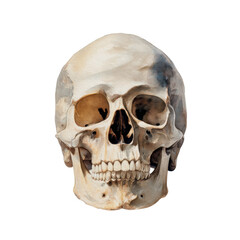 Obraz premium Watercolor halloween skull isolated on transparent background