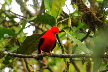 Male Andean cock-of-the-rock sitting in a tree