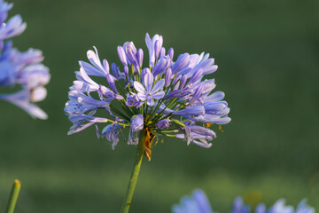 Beautiful blooming purple flowers surrounded by lush greenery in a sunny garden