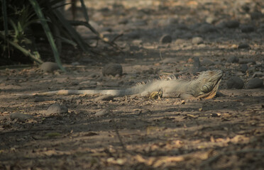 bird on the ground