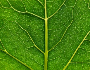 Close-up of a vibrant green leaf vein structure