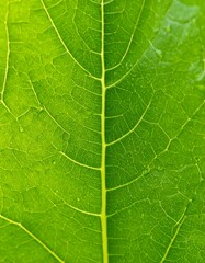 Obraz premium Close-up of a vibrant green leaf (4)