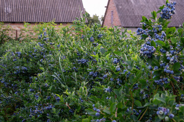 Blueberry bushes thrive, full of plump, ripe berries, beside quaint, weathered structures under a clear summer sky