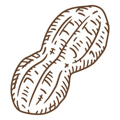 Illustration of a peanut