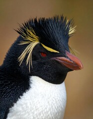 Naklejka premium Close-up of a penguin's head (1)