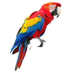 Fototapeta premium Vivid parrot in profile