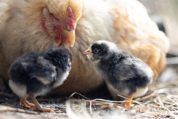 chicken on the farm