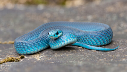 Azure Beauty The Mwanza Flat Headed Rock Agama Snake Portrait Wildlife Reptile in Natural Habitat Focus