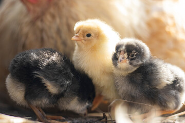 baby chicken and chicks
