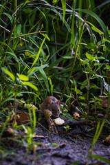 Wild brown mouse eating food on the ground among green grass and plants in natural environment