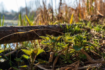 Young stinging nettles growing in sunlight on the forest floor near a lake shore