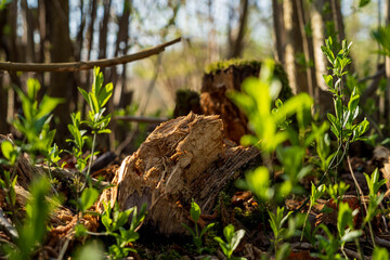 Broken tree stump surrounded by young green plants in a spring forest