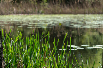 Fresh green grass growing at lake shore with water and floating aquatic plants