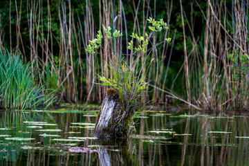 Close-up of young green shrub growing from old wooden stump in wetland