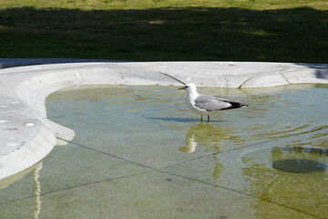 Eine Möwe sucht Abkühlung in einem kleinen Wasserspiel Brunnen