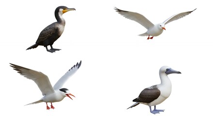Fototapeta premium Four seabirds isolated against white background