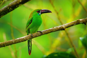 Crimson-rumped toucanet sitting in a tree