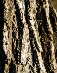 Close-up tree bark texture (1)