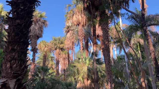 Scenic view of tall palm trees in the lush botanical garden on Kitchener&rsquo;s Island in Aswan, Egypt.