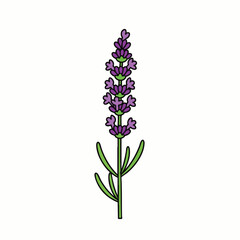 Obraz premium A charming minimalist illustration of a single aromatic lavender sprig, showcasing its beautiful purple blossoms and fresh green leaves, perfect for serene designs.