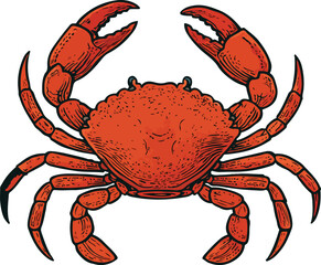 Red crab vector illustration on a white background