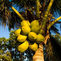 Cluster of coconuts on a palm tree (1)