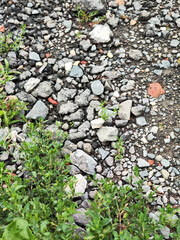 Closeup of gravel stones with green plants