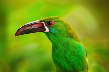 Portrait of Crimson-rumped toucanet sitting in a tree