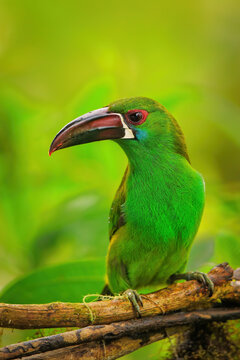 Crimson-rumped toucanet sitting in a tree
