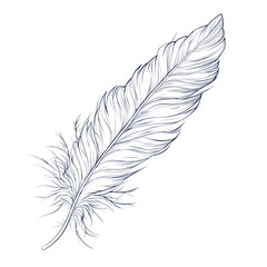 Obraz premium A monoline feather outline with ultra-thin and delicate details, floating on a transparent background.