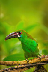 Crimson-rumped toucanet sitting in a tree