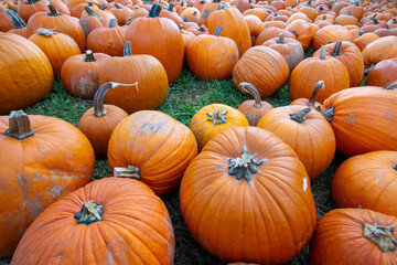 Pumpkins Spread Across Autumn Harvest Field
