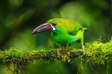 Crimson-rumped toucanet sitting in a tree