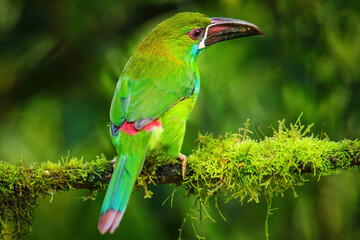 Crimson-rumped toucanet sitting in a tree