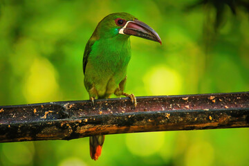 Crimson-rumped toucanet sitting in a tree