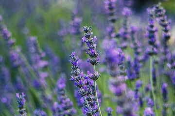 Blooming lavender plants fill the scene with rich purple tones, gentle textures, and the calming presence of natural foliage.
