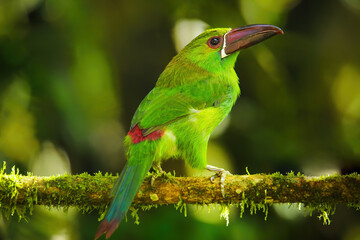 Crimson-rumped toucanet sitting in a tree
