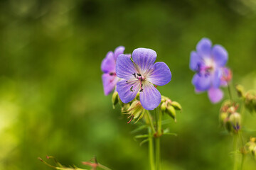 Obraz premium Vibrant purple geranium flowers bloom gracefully in a lush green garden, showcasing delicate petals and intricate details, embodying natural beauty and tranquility