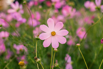 Obraz premium Blooming pink cosmos plants fill the garden, their fresh colors adding charm and tranquility to the landscape.