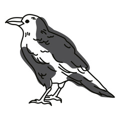 Crow color stroke